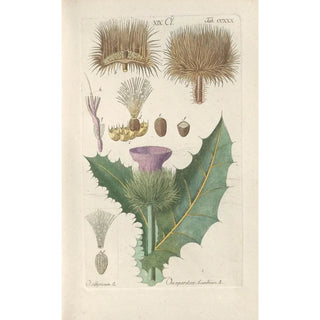 Botanical Manual Painting Pl18 - Christian Schkuhr — framed artwork on a wall
