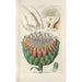 Botanical Manual Painting Pl19 - Christian Schkuhr — artwork view
