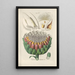 Botanical Manual Painting Pl19 - Christian Schkuhr — framed artwork on a wall