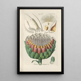 Botanical Manual Painting Pl19 - Christian Schkuhr — framed artwork on a wall