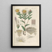 Botanical Manual Painting Pl20 - Christian Schkuhr — framed artwork on a wall