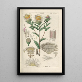 Botanical Manual Painting Pl20 - Christian Schkuhr — framed artwork on a wall