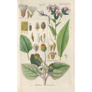 Botanical Manual Painting Pl22 - Christian Schkuhr — artwork view