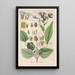 Botanical Manual Painting Pl22 - Christian Schkuhr — framed artwork on a wall