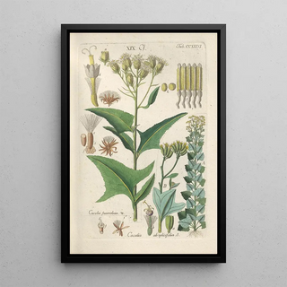 Botanical Manual Painting Pl24 - Christian Schkuhr — artwork view