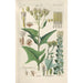 Botanical Manual Painting Pl24 - Christian Schkuhr — framed artwork on a wall