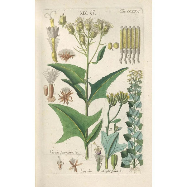 Botanical Manual Painting Pl24 - Christian Schkuhr — framed artwork on a wall