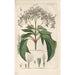 Botanical Manual Painting Pl25 - Christian Schkuhr — artwork view