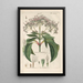Botanical Manual Painting Pl25 - Christian Schkuhr — framed artwork on a wall