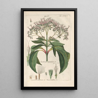 Botanical Manual Painting Pl25 - Christian Schkuhr — framed artwork on a wall