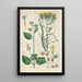 Botanical Manual Painting Pl26 - Christian Schkuhr — artwork view