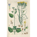 Botanical Manual Painting Pl26 - Christian Schkuhr — framed artwork on a wall
