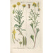 Botanical Manual Painting Pl27 - Christian Schkuhr — artwork view