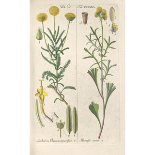 Botanical Manual Painting Pl27 - Christian Schkuhr — artwork view