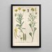 Botanical Manual Painting Pl27 - Christian Schkuhr — framed artwork on a wall