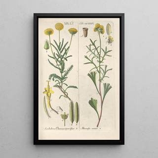 Botanical Manual Painting Pl27 - Christian Schkuhr — framed artwork on a wall