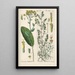 Botanical Manual Painting Pl28 - Christian Schkuhr — artwork view