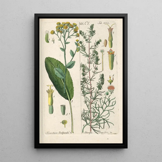 Botanical Manual Painting Pl28 - Christian Schkuhr — artwork view