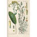 Botanical Manual Painting Pl28 - Christian Schkuhr — framed artwork on a wall