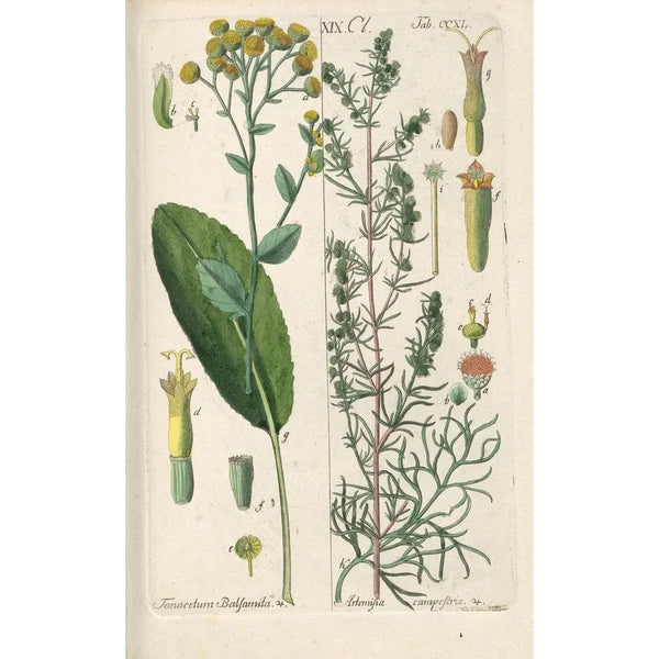 Botanical Manual Painting Pl28 - Christian Schkuhr — framed artwork on a wall