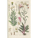 Botanical Manual Painting Pl29 - Christian Schkuhr — artwork view