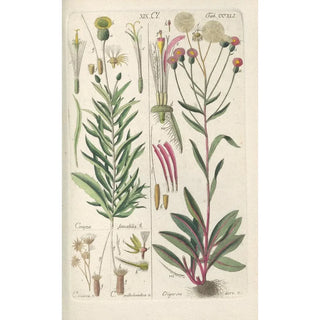 Botanical Manual Painting Pl29 - Christian Schkuhr — artwork view