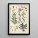 Botanical Manual Painting Pl29 - Christian Schkuhr — framed artwork on a wall