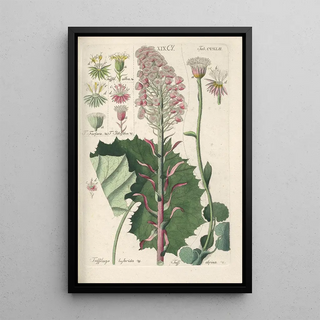 Botanical Manual Painting Pl30 - Christian Schkuhr — artwork view