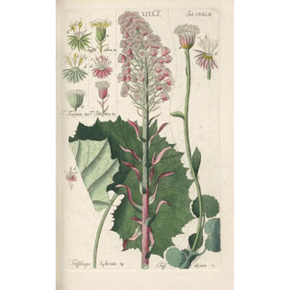 Botanical Manual Painting Pl30 - Christian Schkuhr — framed artwork on a wall