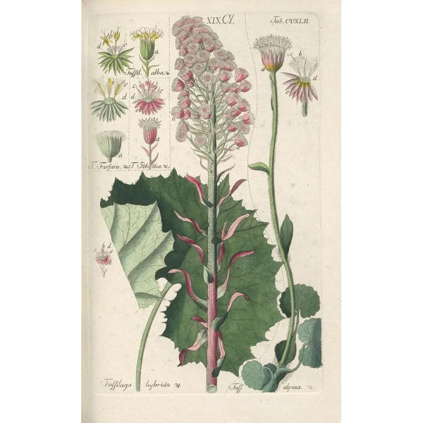 Botanical Manual Painting Pl30 - Christian Schkuhr — framed artwork on a wall