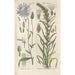 Botanical Manual Painting Pl31 - Christian Schkuhr — artwork view