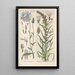 Botanical Manual Painting Pl31 - Christian Schkuhr — framed artwork on a wall