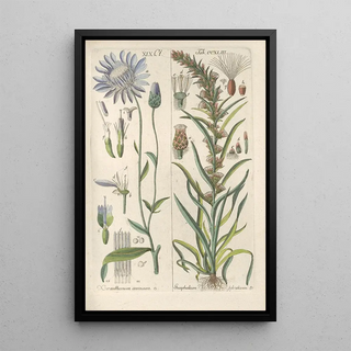 Botanical Manual Painting Pl31 - Christian Schkuhr — framed artwork on a wall