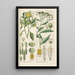 Botanical Manual Painting Pl32 - Christian Schkuhr — artwork view