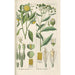 Botanical Manual Painting Pl32 - Christian Schkuhr — framed artwork on a wall