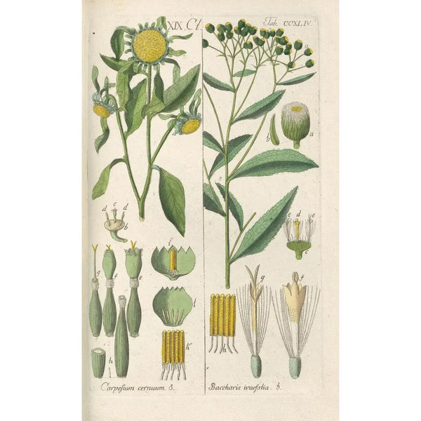 Botanical Manual Painting Pl32 - Christian Schkuhr — framed artwork on a wall