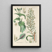 Botanical Manual Painting Pl33 - Christian Schkuhr — framed artwork on a wall