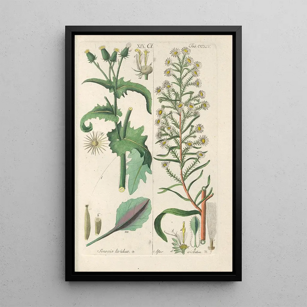 Botanical Manual Painting Pl33 - Christian Schkuhr — framed artwork on a wall