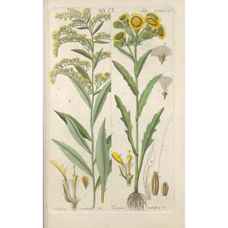 Botanical Manual Painting Pl34 - Christian Schkuhr — artwork view