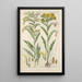 Botanical Manual Painting Pl34 - Christian Schkuhr — framed artwork on a wall