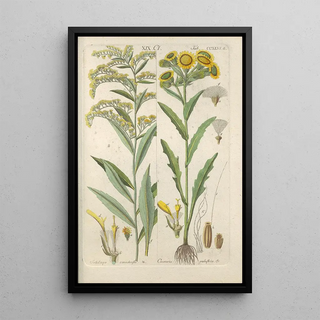 Botanical Manual Painting Pl34 - Christian Schkuhr — framed artwork on a wall