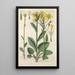Botanical Manual Painting Pl35 - Christian Schkuhr — artwork view
