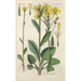 Botanical Manual Painting Pl35 - Christian Schkuhr — framed artwork on a wall