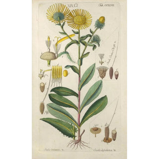 Botanical Manual Painting Pl36 - Christian Schkuhr — artwork view
