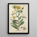 Botanical Manual Painting Pl36 - Christian Schkuhr — framed artwork on a wall