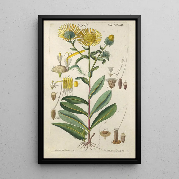 Botanical Manual Painting Pl36 - Christian Schkuhr — framed artwork on a wall