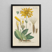 Botanical Manual Painting Pl37 - Christian Schkuhr — artwork view