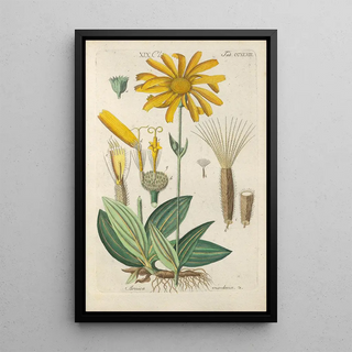 Botanical Manual Painting Pl37 - Christian Schkuhr — artwork view