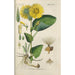 Botanical Manual Painting Pl38 - Christian Schkuhr — artwork view