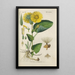 Botanical Manual Painting Pl38 - Christian Schkuhr — framed artwork on a wall